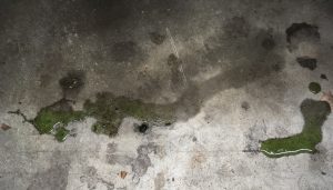 Siegel - Spring Rollout - Antifreeze Leak