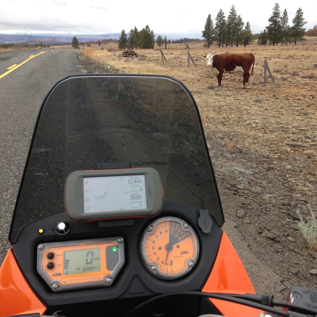 motorcycle cow