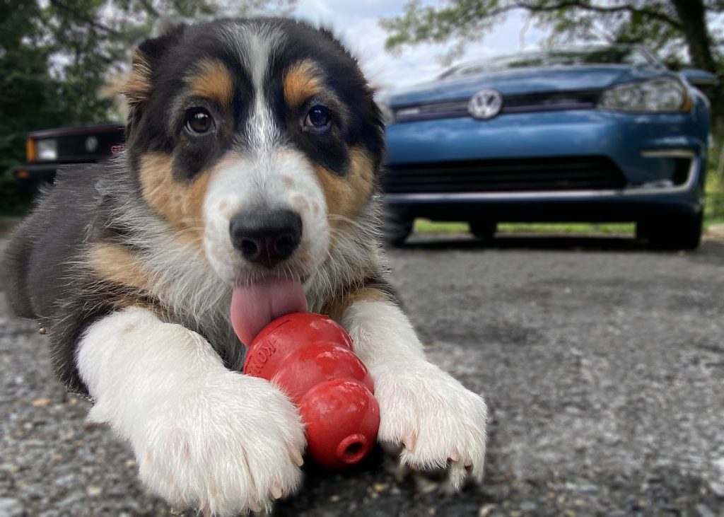 KONG dog toy and Volkswagen origins