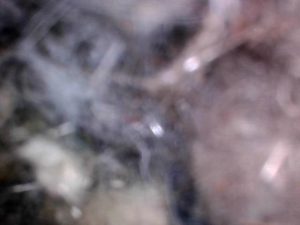 Rob Siegel - Mouse-infested truck - heater box - IMG_7225