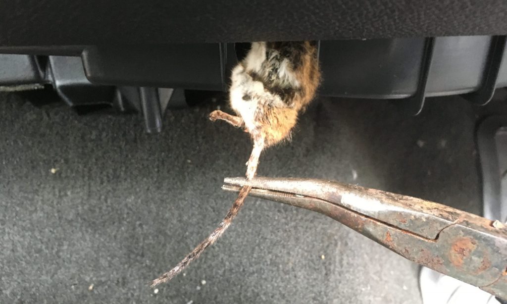 Rob Siegel - Mouse-infested truck - heater box - IMG_7238