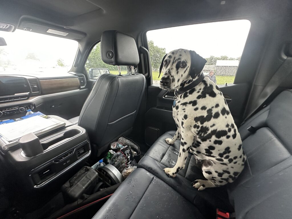 Montana 500 Dalmatian 