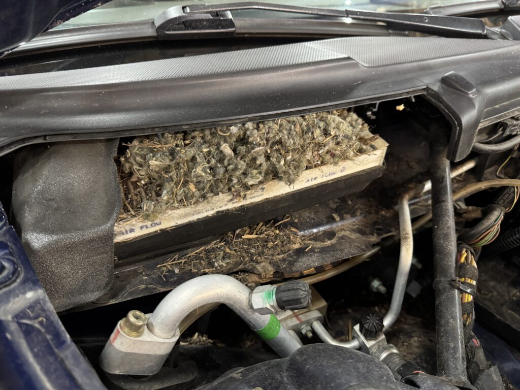 Mouse nest packed on air filter