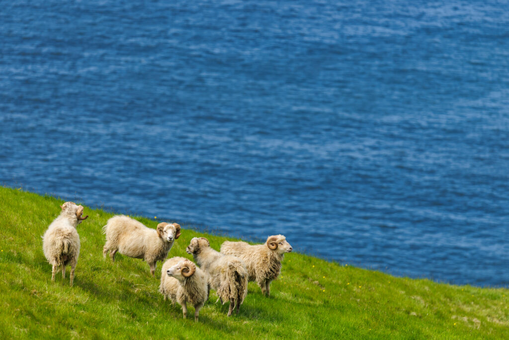 Faroe Islands sheep