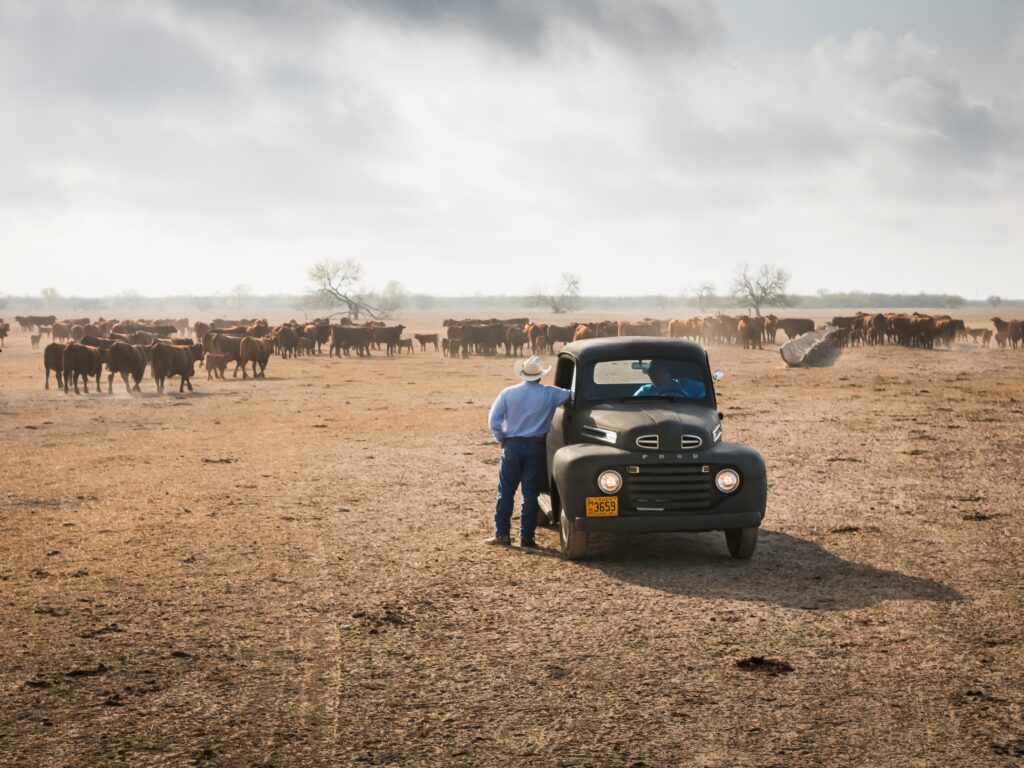 1949 Ford F-1 King Ranch in motion