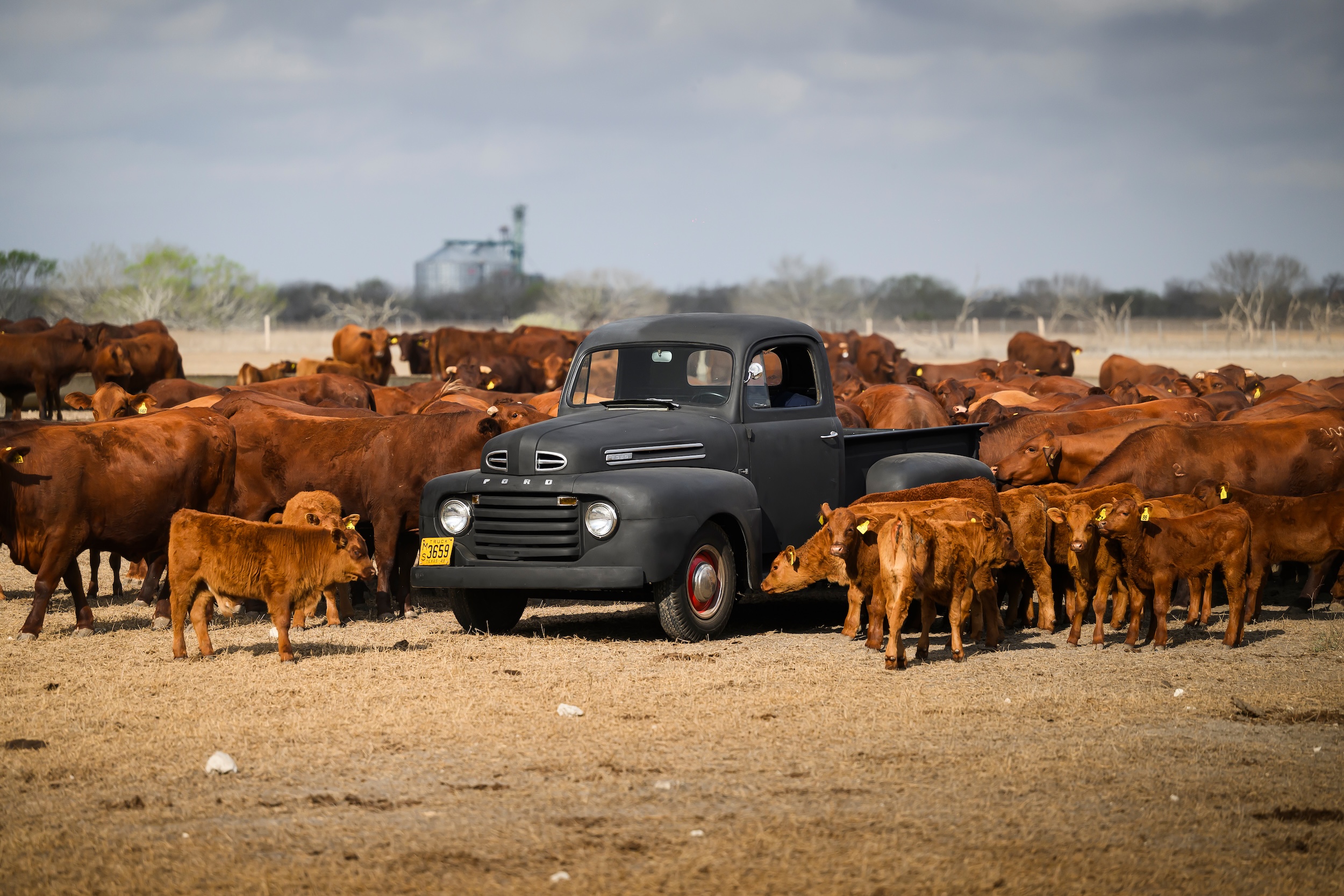 Cattle and vehicles on King Ranch